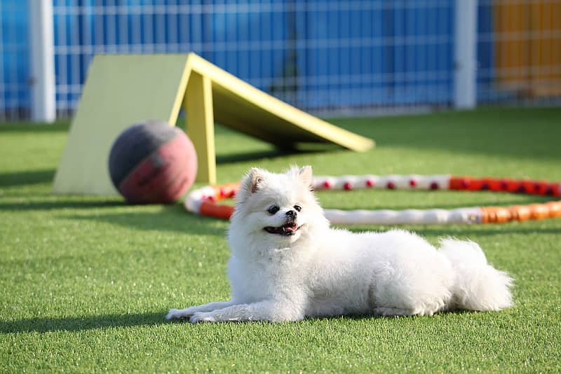 a dog relaxes in a play area at a dog daycare