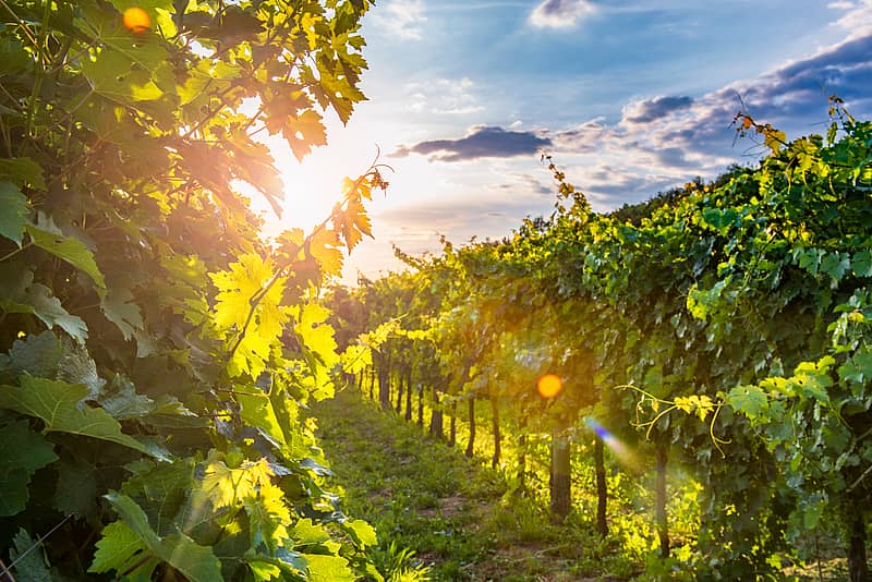 closeup of a sunny vineyard