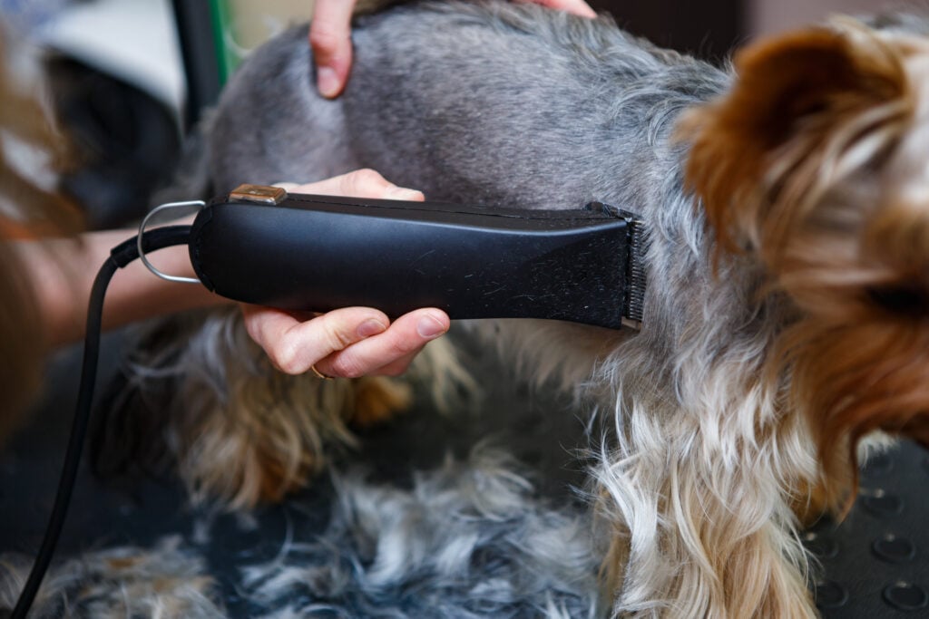 a dog groomer using clippers on a terrier dog 