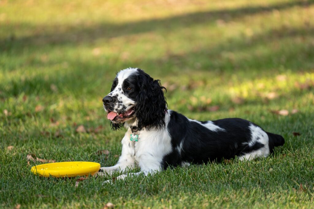 A black and white dog lays on the grass with a frisbee