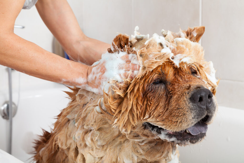 a large dog getting bathed 