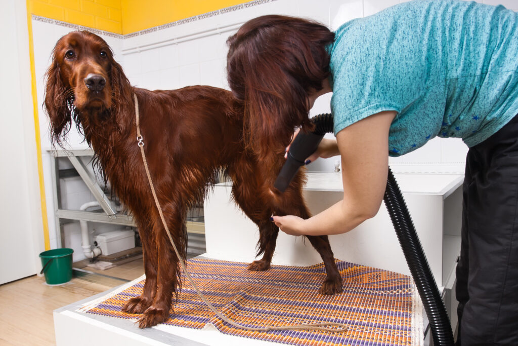 a dog groomer uses a dryer to dry a dog after bathing 