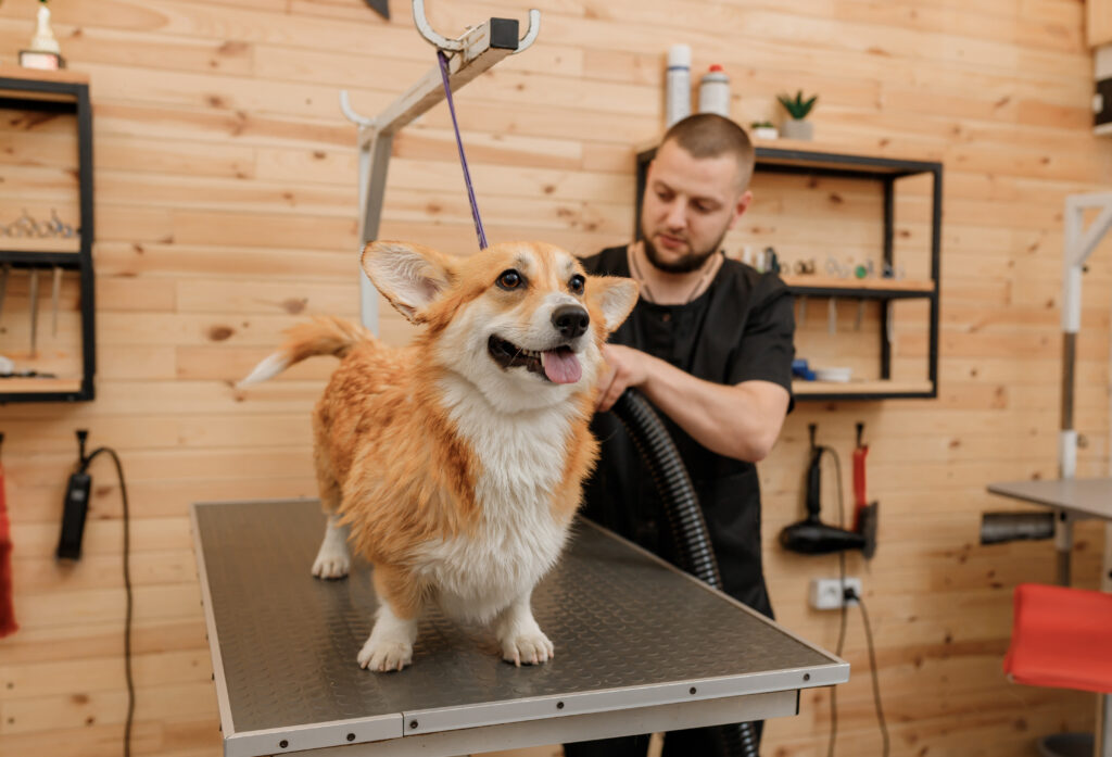 a dog standing on a grooming table inside a business 