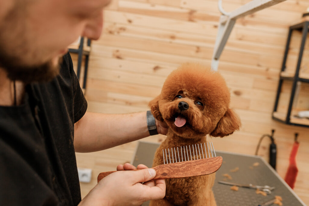 a dog groomer combing a dog 