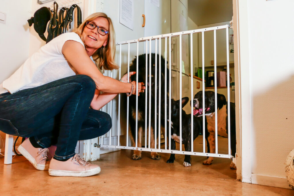 employee at dog daycare pets dogs through gate