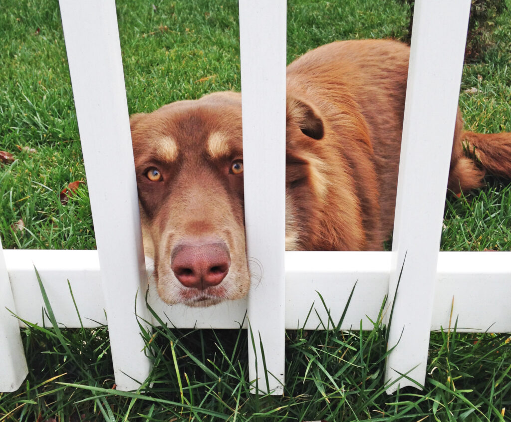 a dog peeks through a fenced yard at a dog daycare business 