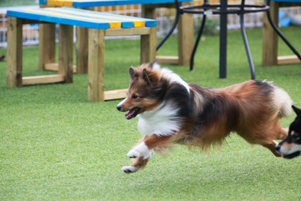 a dog runs through a fenced play area