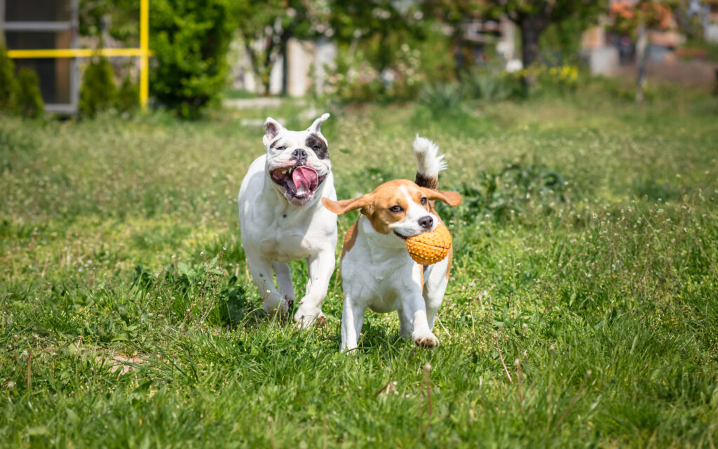 two dogs playing outside 