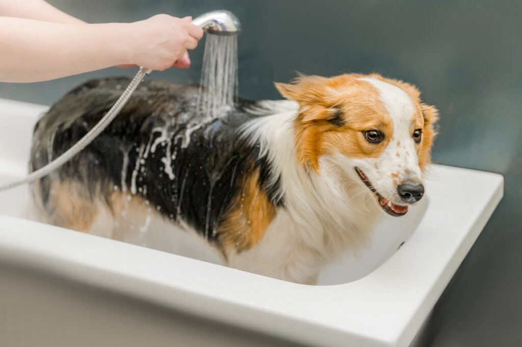 dog getting bathed at dog grooming business 