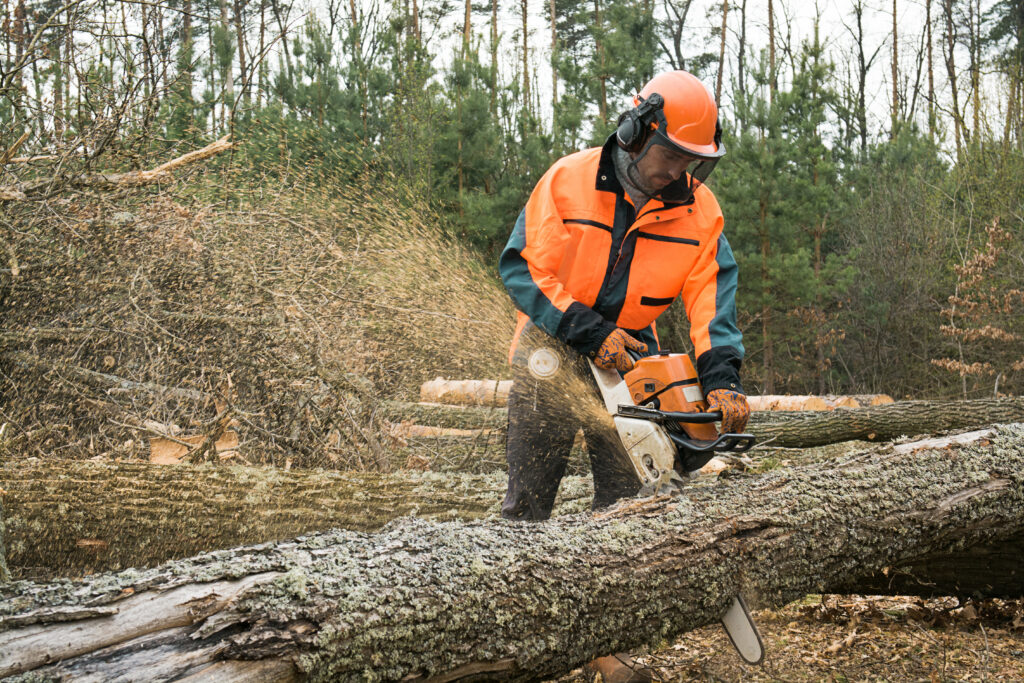 logger with chainsaw cutting wood at woodyard