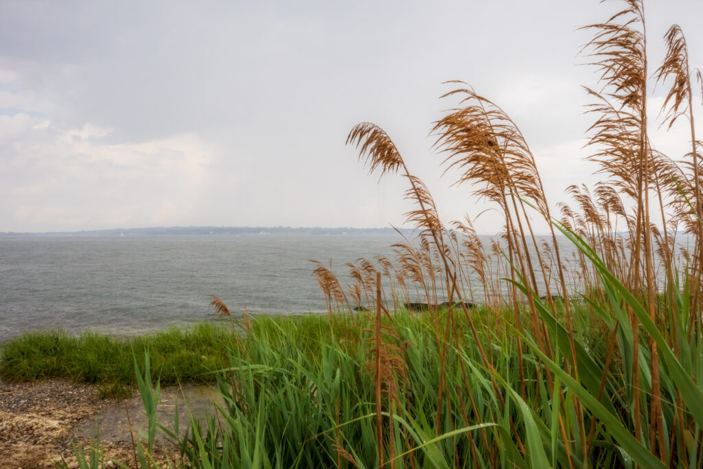 Reeds by the ocean in East Greenwich, Rhode Island