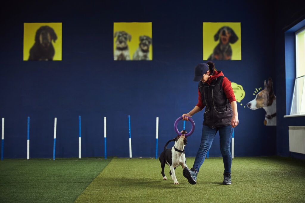 dog trainer at work at indoor facility